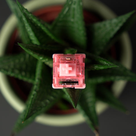 HMX Hibiscus Switches